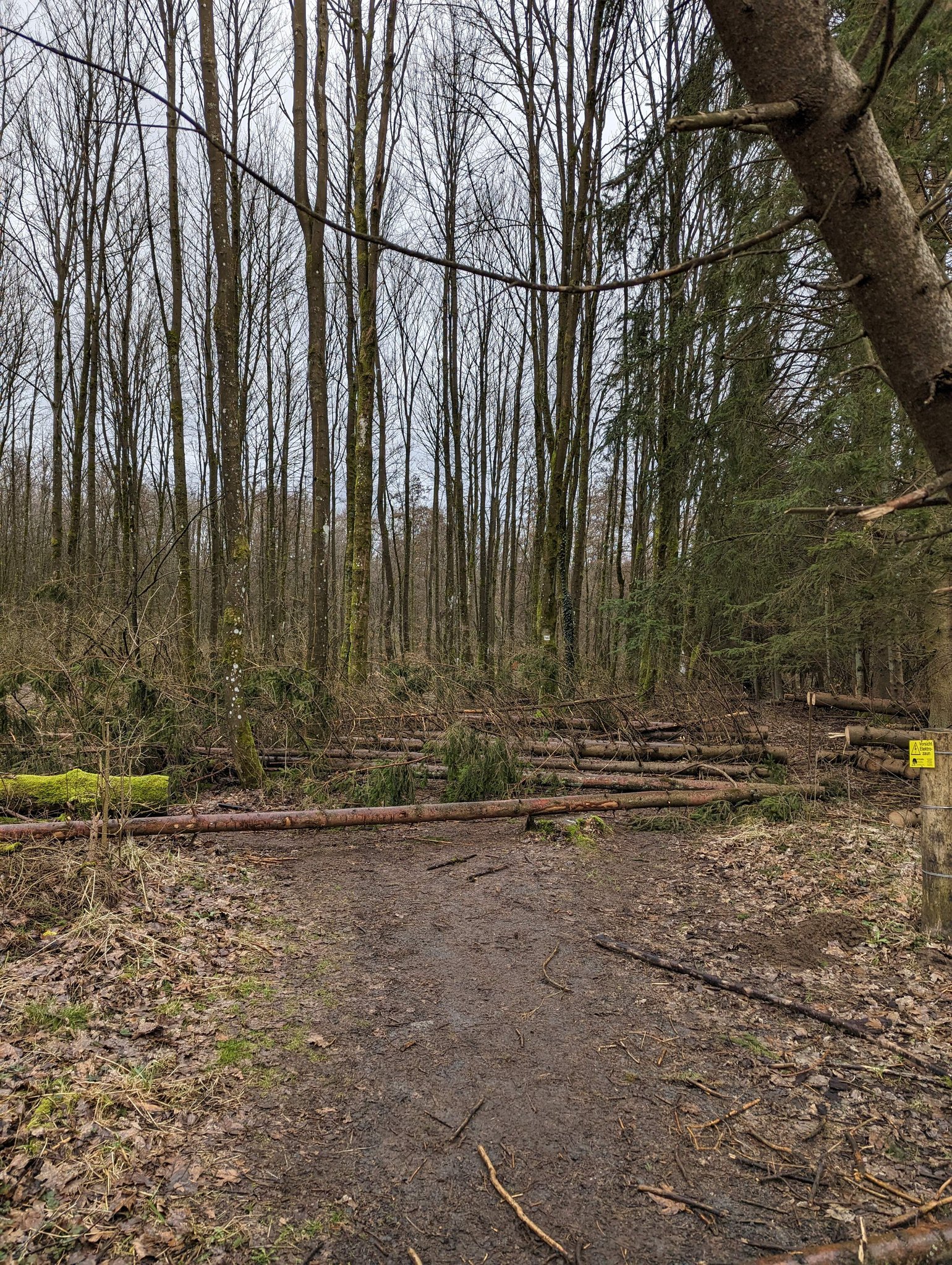 Ein Waldweg, umgeben von Bäumen und gefallenen Baumstämmen.