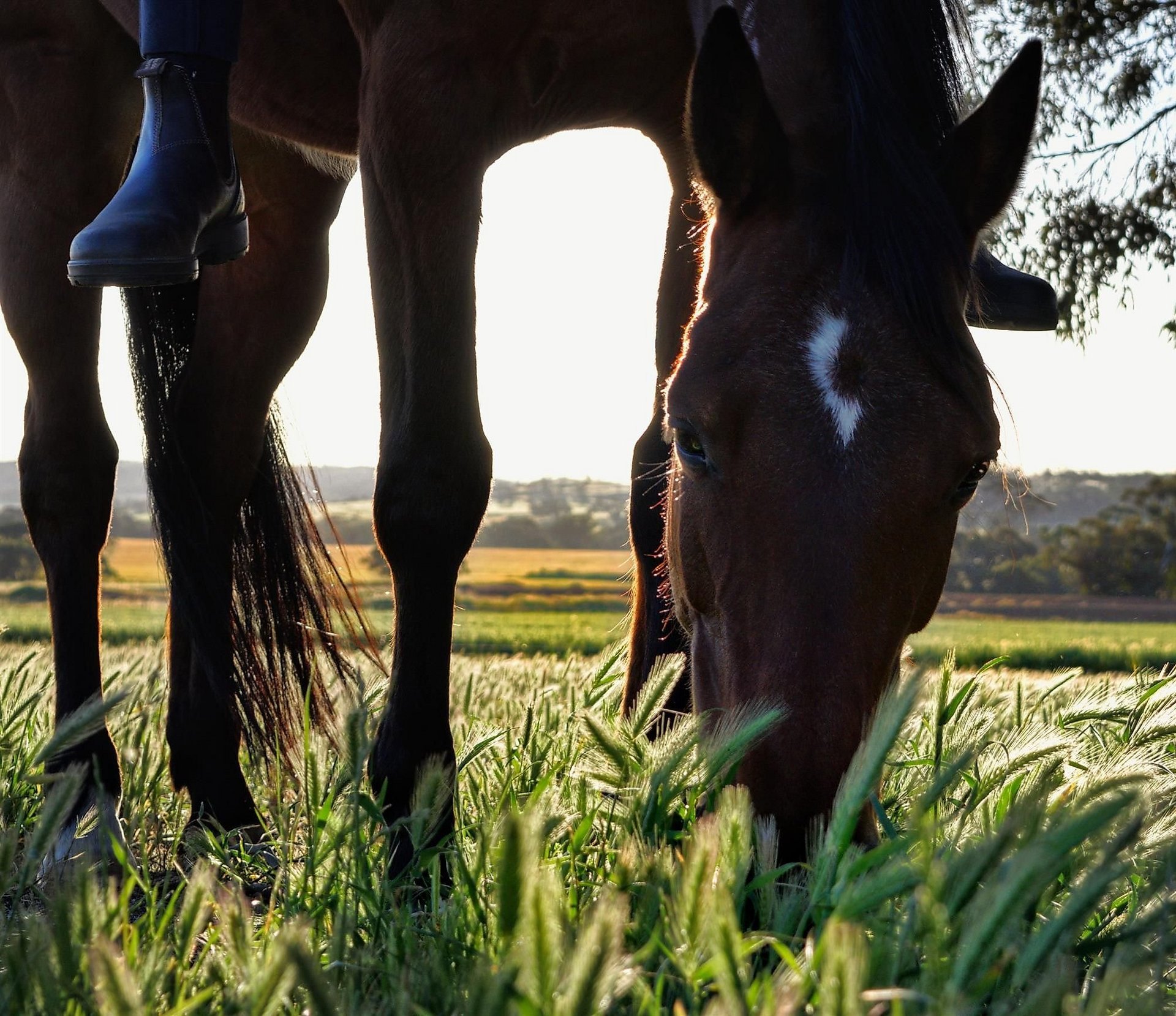 Reiten